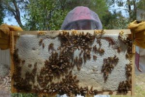 Modificări în Programul Naţional Apicol