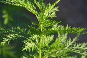 Peliniţa, planta minune anti-cancer