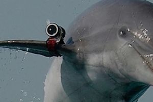 Delfinii de lupta ai Ucrainei ramasi in Crimeea au murit de foame