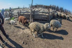Ajutor european pentru stânele prădate de animalele sălbatice