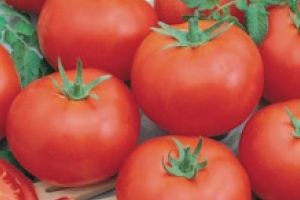 11 covăsneni înscrişi în Programul de sprijin destinat producătorilor de roşii în spaţii protejate