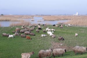 Amenzi pentru stănele neautorizate din Aria Naturală Protejată