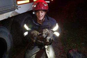 Trei căţeluşi, salvaţi dintr-un canal de 80 de metri, de pompierii din Predeal (Video)