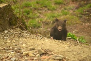 Un ursuleţ de patru luni, locatarul cu numărul 100 al Sanctuarului LiBearty