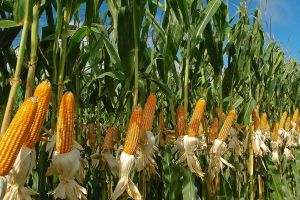 Porumbul, cultura cu ponderea cea mai mare in agricultura Romaniei