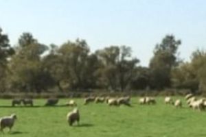 Ultima găselniţă a primarului Romei: CAPRE şi OI folosite pe post de maşină de tăiat iarba în parcuri