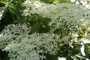 DIETA-MINUNE. Combinaţia total NATURALĂ care topeşte GRĂSIMILE şi elimină CELULITA