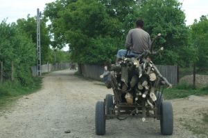 Noi amenzi pentru tăieri şi transporturi ilicite de material lemnos