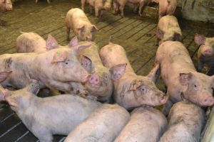 Nutripork are autorizaţie! APM Bihor a eliberat documentul care permite funcţionarea fermei de porci