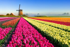 AJOFM Ialomiţa: Locuri de muncă în domeniul agricol în OLANDA!