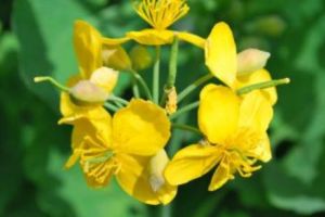 Planta-MINUNE ce tratează 150 de afecţiuni. Românii o numesc PLANTA CERULUI