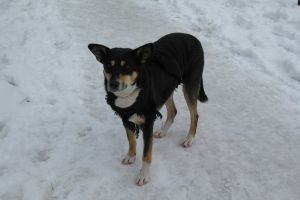 Despăgubiri de 10.000 de euro pentru o fetiţă muşcată de un câine