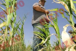 VEȘTI DURE de la meteorologi! Se anunţă o vară plină de FENOMENE EXTREME. Agricutura este ÎN PERICOL 