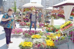 Simfonie de culori în Centrul Civic: Vaslui – oraşul florilor!