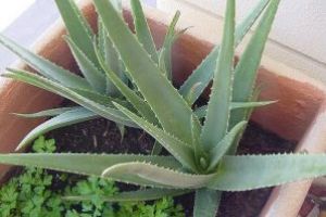 Plante de apartament otrăvitoare pentru animalul de companie