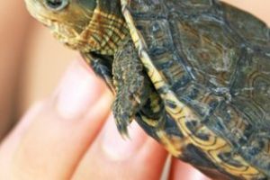 Broasca ţestoasă cu tâmple roşii – prietenul meu tăcut