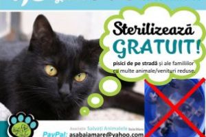 Baia Mare: Campanie de sterilizare gratuita a pisicilor