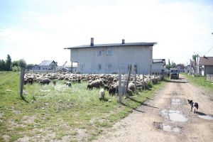 Cu oile la păşunat printre casele din Rădăuţi
