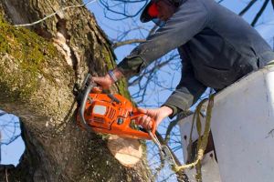 Arborii periculoşi din Braşov şi Poiana Braşov vor fi tăiaţi