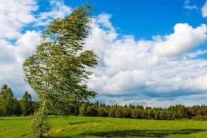 AVERTIZARE METEO: Cod galben de vânt puternic în judeţul Alba, rafale de peste 55-60 kilometri la oră