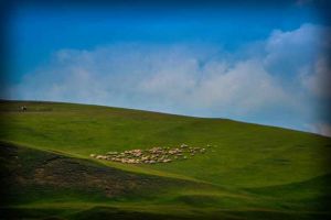 Dosarul ”oilor fantomă” intră pe rolul Tribunalului Alba. Un fost director adjunct al OJFIR Alba, un fermier şi un medic veterinar, trimişi în judecată