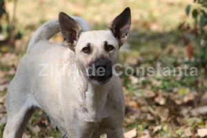 Maidanez, lasat fara suflare de un caine de lupta:   Cruzime fata de animale! Trei tineri din Constanta au fost condamnati definitiv