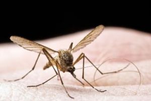 Un nou caz CONFIRMAT de infectare cu virusul West Nile, în Brăila! Alte două suspiciuni, în curs de analiză