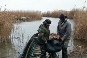 BRACONIERI prinşi în flagrant de poliţiştii din DELTA DUNĂRII. Sute de kilograme de peşte, confiscate 