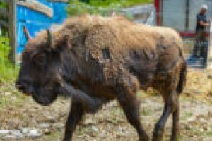 Încă 23 de zimbri aduşi în Munţii Ţarcu şi Poiana Ruscă! Import marca WWF din Germania, Italia şi… Braşov! [VIDEO]