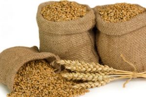 Controalele privind certificarea seminţelor de calitate  sunt în plină desfăşurare