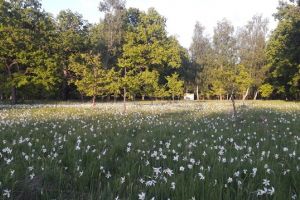 Festivalul Narciselor, astăzi, la Vad. Locul fermecat în care milioane de narcise înfloresc anual