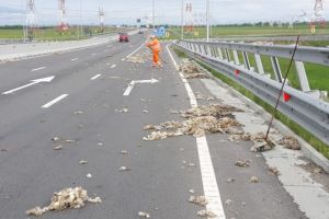 Ocolitoarea şi-a pus „haină” de blană