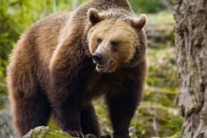 ULUITOR: O femeie a fost muşcată de urs, în timp ce încerca să îşi facă selfie cu animalul înfometat