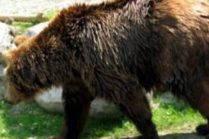 Pelerinaj soldat cu o INTERNARE de URGENȚĂ. Muşcată de URS în timp ce îşi făcea SELFIE