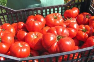 Roşiile româneşti – sigure pentru consum