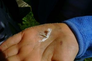 Cumplit! Tragedia copilului mort dupa ce a mancat shaorma cu parintii. Ce s-a intamplat de fapt