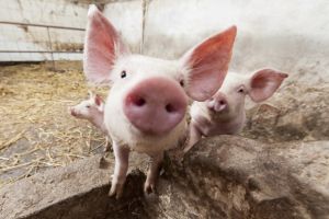 Bihorel: Veşti bune pentru toţi porcii din România!