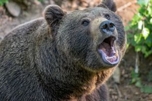 O unguroaică a vrut să îşi facă selfie cu un urs la Lacul Sfânta Ana. Ghici ce s-a întâmplat!