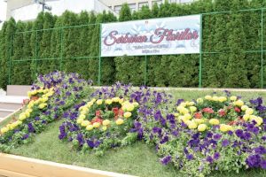 Simfonie de culori în centrul civic: Vaslui, capitala florilor