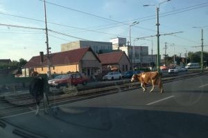 Aradul pitoresc! După porcii din Alfa, vin vacile din Aradul Nou