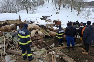 Stână prăbuşită sub greutatea zăpezii, la Calvini. Zeci de animale prinse sub dărâmături