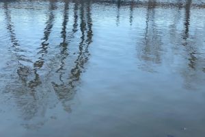 #ConstantaEsteBine: 1 martie 2026. Sa avem o primavara prietenoasa, invaluitoare si armonizatoare  