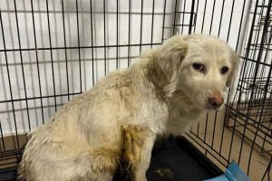 Câine lovit de maşină, salvat de Protecţia Animalelor Gorj