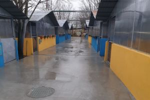 Hilde Tudora: ”Unele administraţii s-au îndreptat în ultimii  ani.  E timpul să o facă toate!” În Ilfov va  funcţiona primul adăpost de câini al  unui Consiliu Judeţean