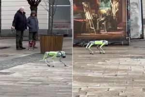 Câine-robot pe străzile unui oraş din România: le oferă trecătorilor sfaturi utile / video
