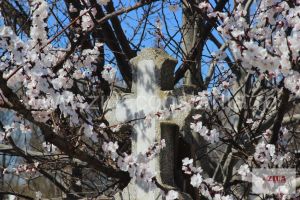 Caz de talharie din Cimitirul Central, solutionat la Curtea de Apel Constanta! Ce pedeapsa a primit un barbat acuzat ca a batut si jefuit o femeie