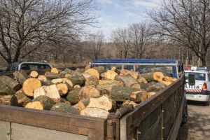 Șase bărbaţi, prinşi cu lemne furate din pădure de la Mohu