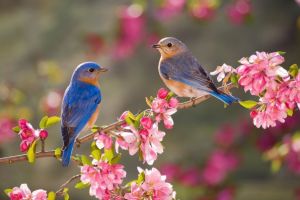 Primăvară în toată regula în Transilvania şi la munte. Estimările ANM pentru următoarele două săptămâni