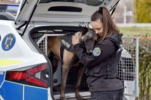 Poliţişti cu miros fin: Poliţia Bihor a creat o mică „armată” de câini detectivi. Vezi ce ştiu să facă (FOTO/VIDEO)