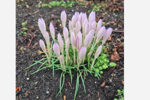 #ConstantaEsteBine: 3 martie 2026.  Astazi este maxim de luna plina in Fecioara 